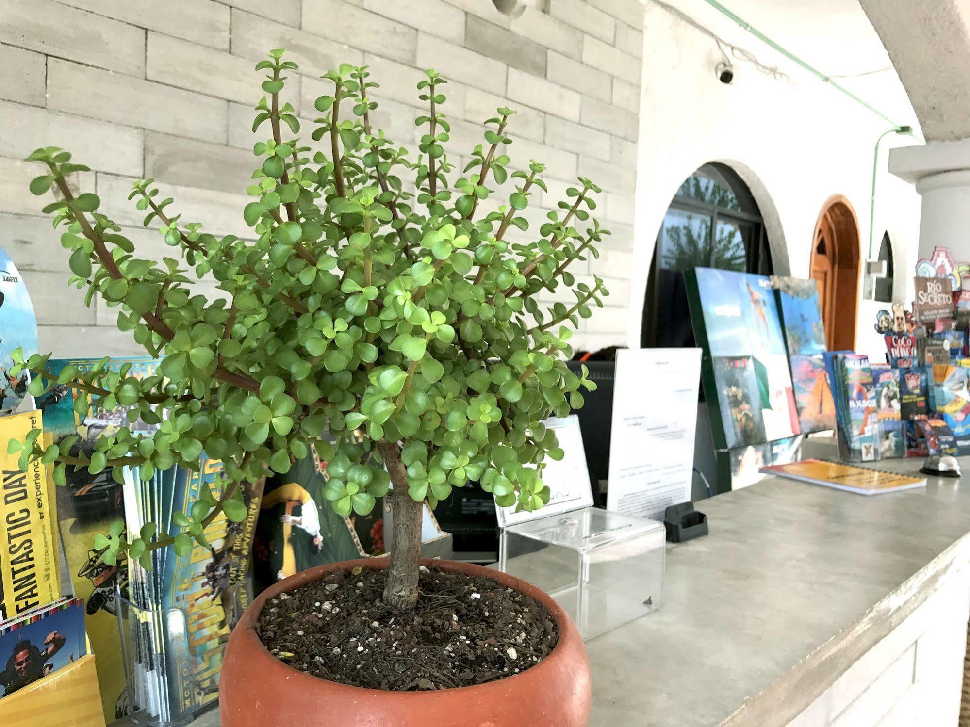 Hotel Villas San Ignacio Playa del Carmen Zewnętrze zdjęcie